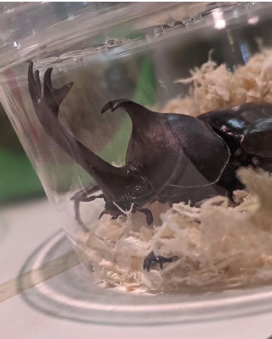 〜夏休み特別企画〜 『みんな大好きカブトムシをプレゼント』