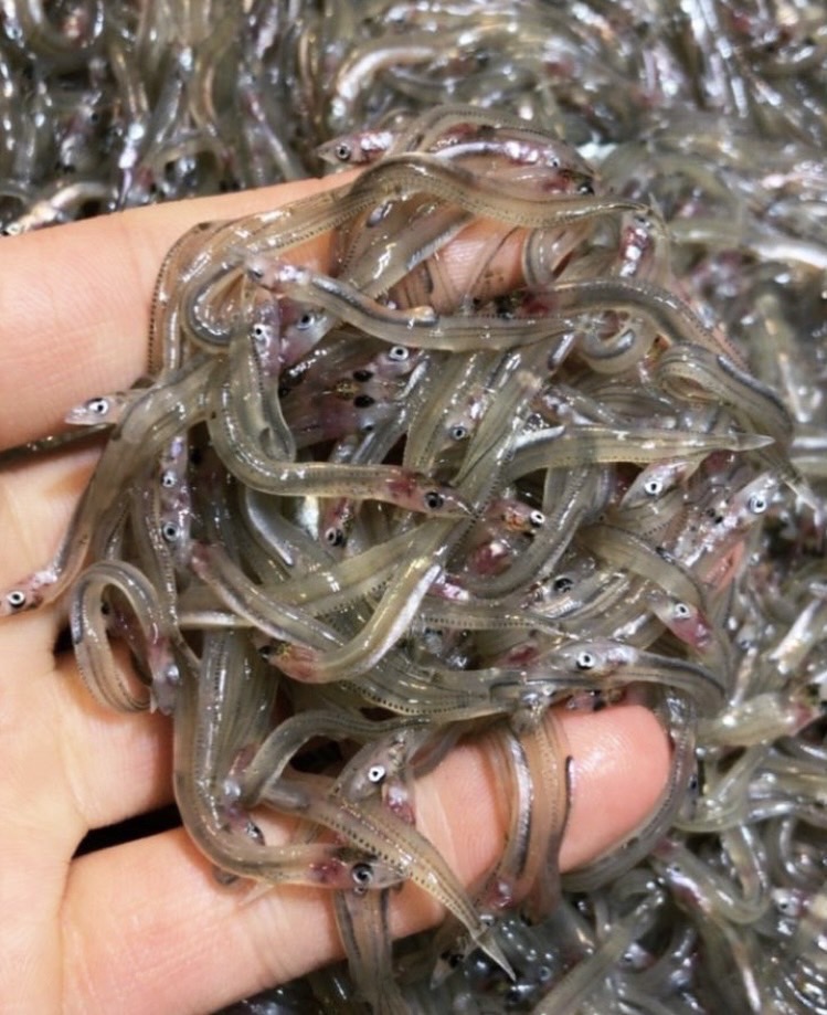 週刊大阪日日新聞☆コラボ企画☆2月25日号